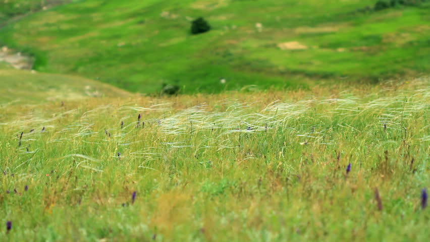feather grass in the Crimean steppes
