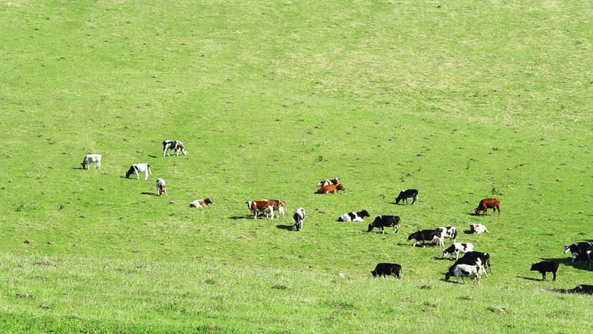 herd of cattle in the meadow