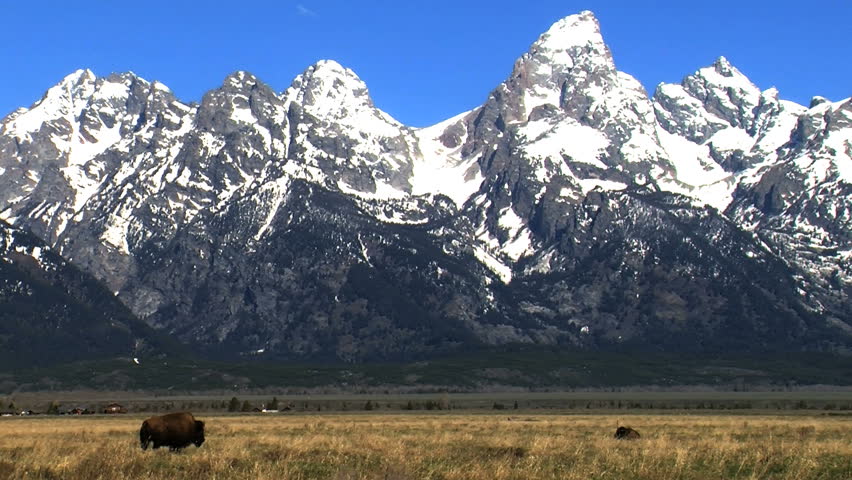 Bison on the grasslands in Grand Teton National Park Wyoming, USA
