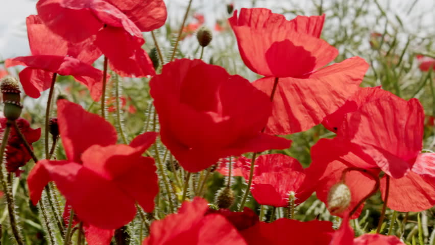 Group of wild poppies