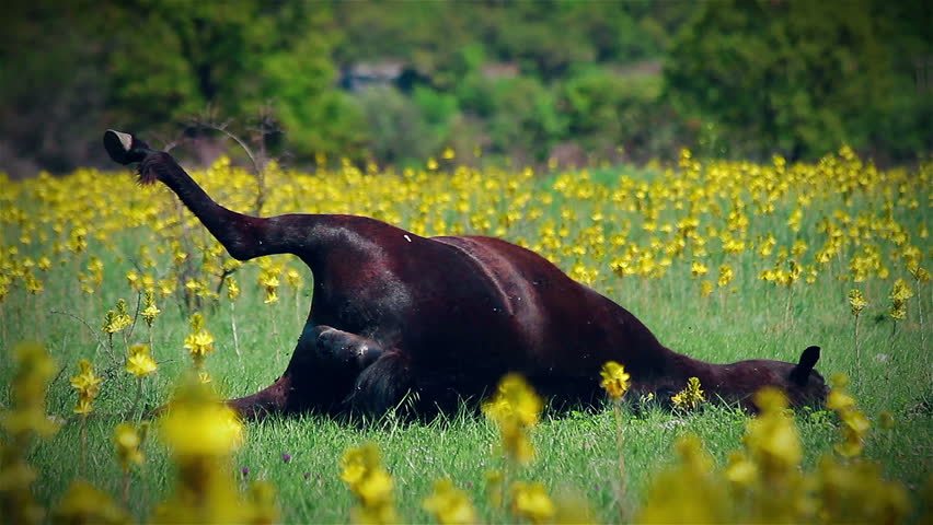 Dead cattle in meadow