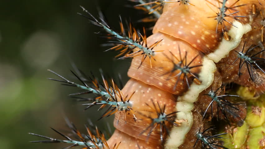 Larva of an Automeris moth (Saturniidae) With poisonous stinging hairs. In the Ecuadorian Amazon