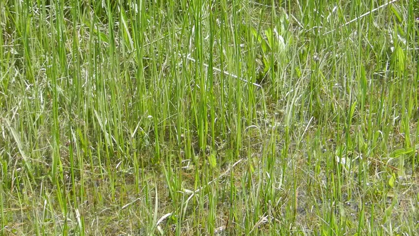 grass