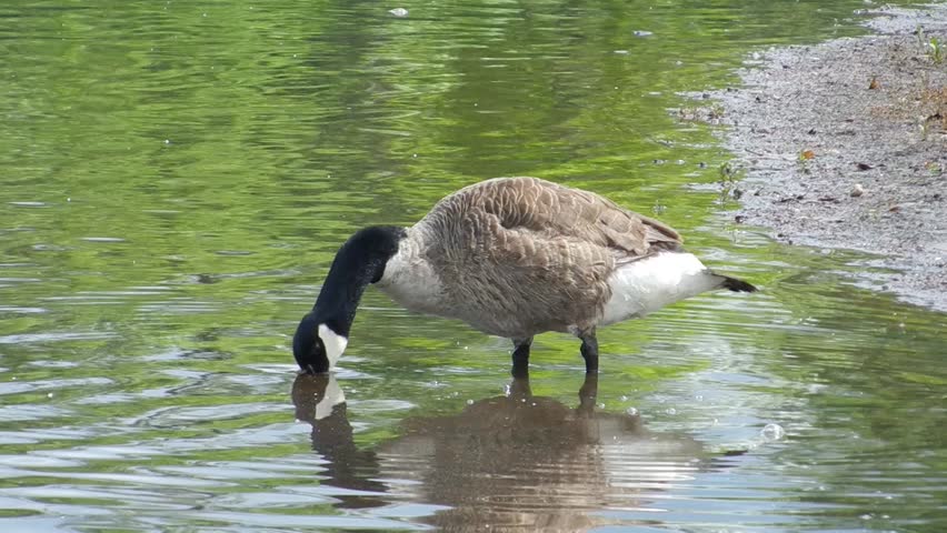 wild geese