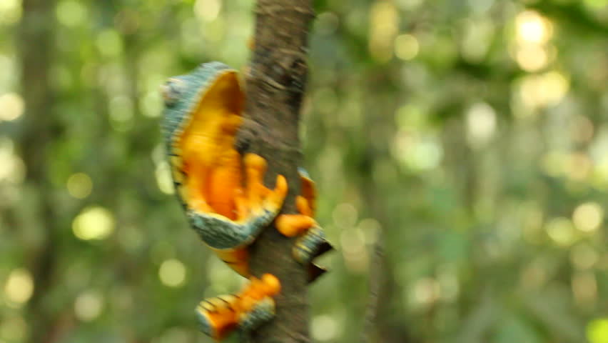 Amazon leaf frog (Cruziohyla craspedopus) Climbing up a branch with rainforest background. 