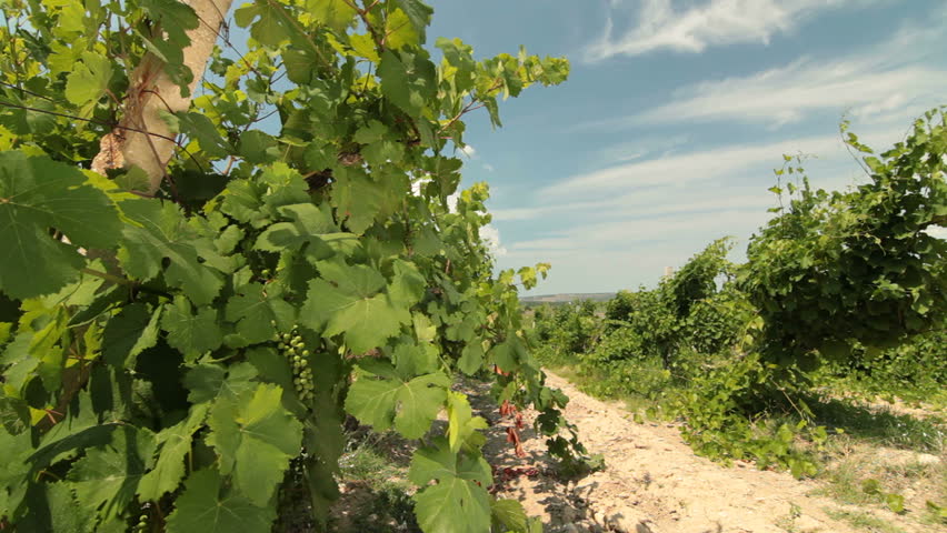 DOLLY: Unripe Grapes