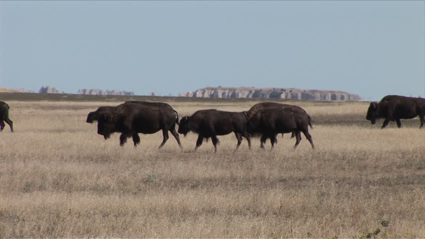 Herd of bison grazing in Badlands National Park South Dakota United States