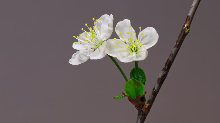 Two cherry flowers blossom bud growing time-lapse closeup macro