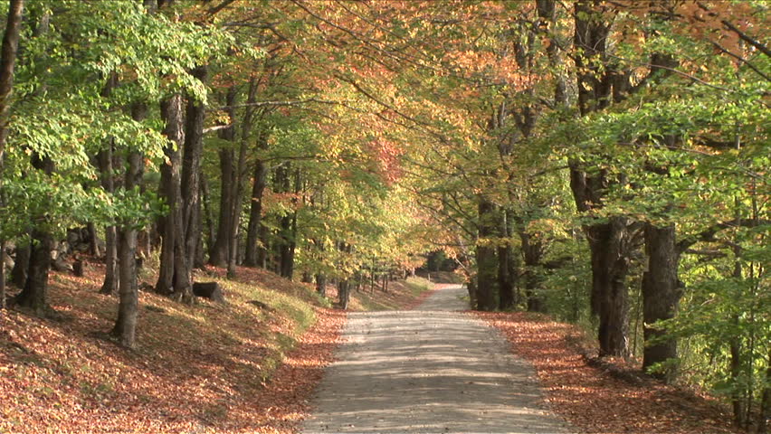 Forest road engulfed in trees in Autumn season in Vermont United States