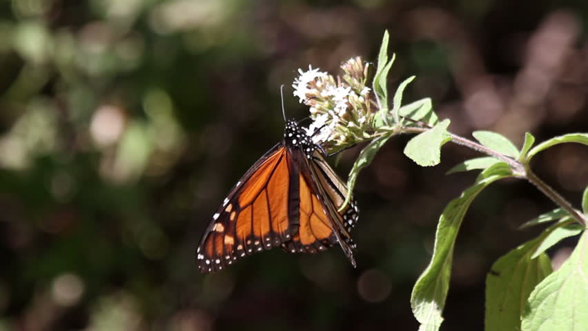 the amazing monarch butterfly sanctuary in mexico, where millions of butterflies return to each year from the USA and canada