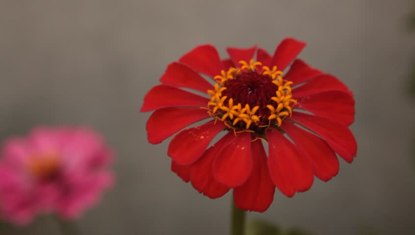 summer blooming flowers in the garden