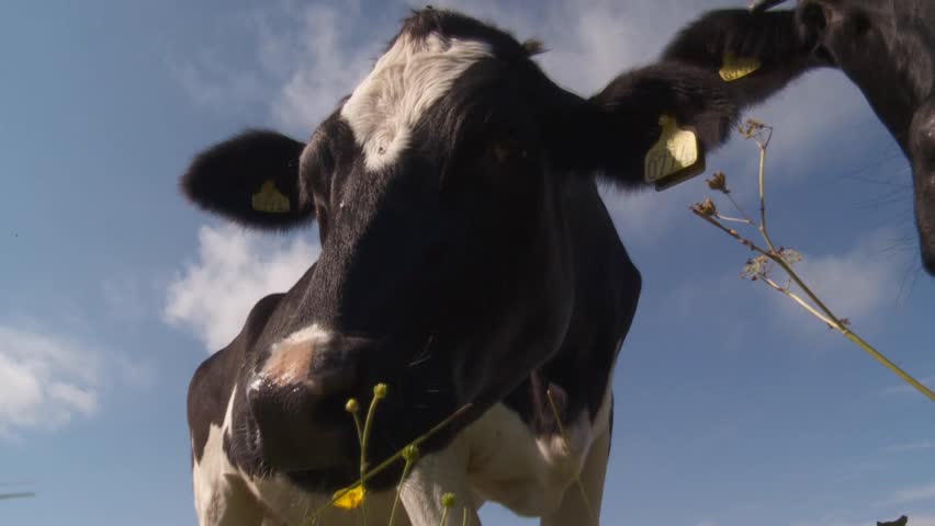 cow