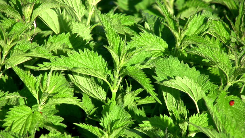 Nettle, Stinging herb weed
