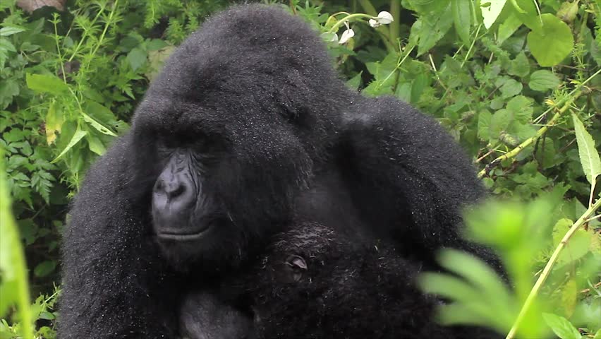 The Critically Endangered Mountain Gorilla Seen Here Caring for her Newborn Baby in Virunga Mountains, Rwanda. This is the Susa Group, which was studied by Dian Fossey.