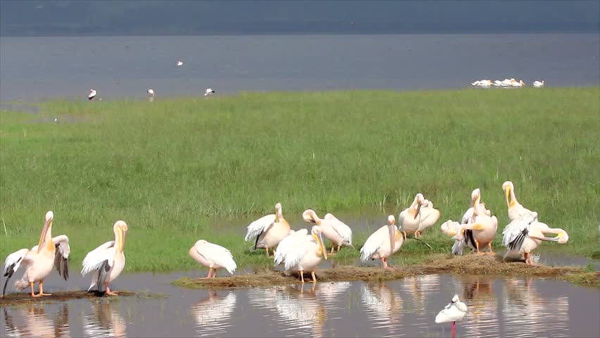 White Pelicans Bask in the Sun and Dry their Feathers on the Shore of Lake Nakuru in Kenya, Africa.