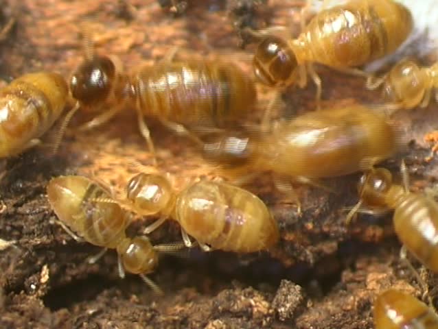 Termites in a rotting log in the Peruvian Amazon