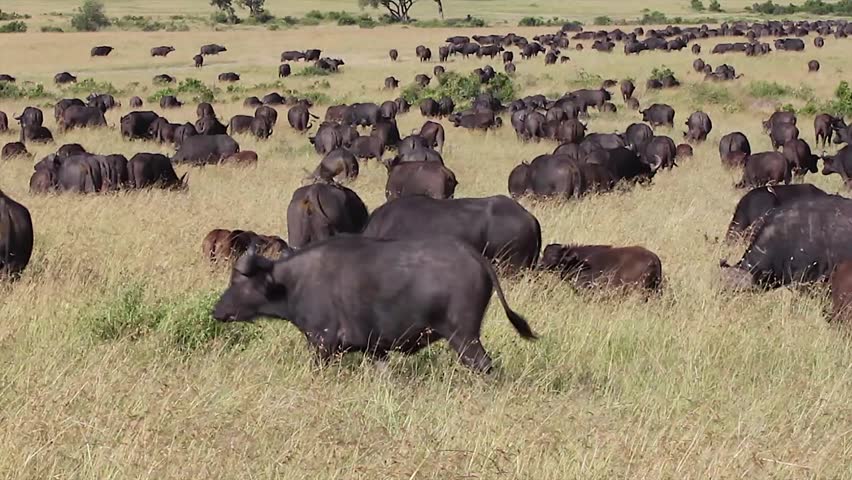 A group of WILD African Buffalo migrate in a great herd in the Masai Mara, Kenya, Africa. This is a large herd of buffalo congregated to feed on grass and offer protection in numbers.