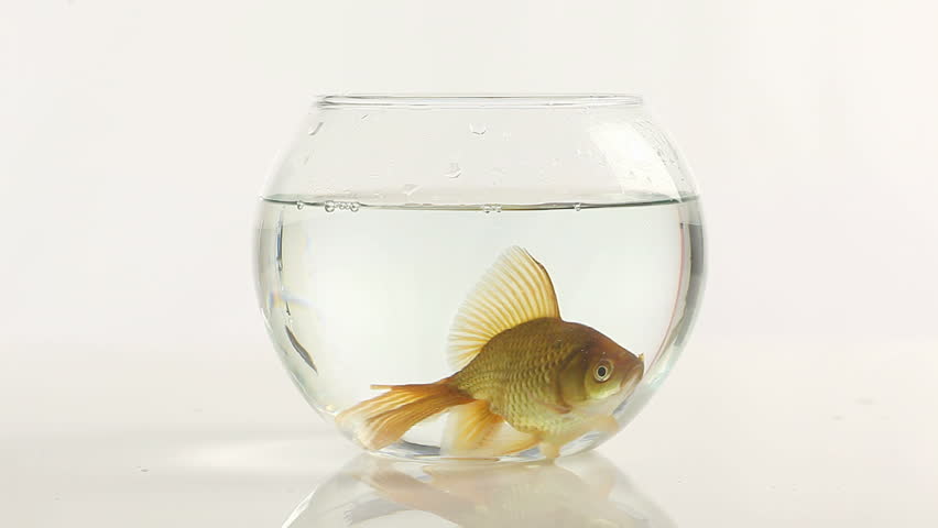 one goldfish swimming in little fish bowl