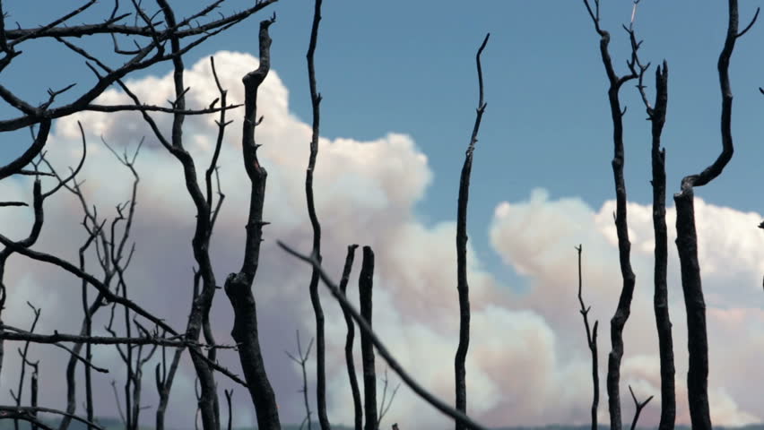 Forest fire smoke dead burnt trees. Dangerous and destructive blaze destroyed dozens of homes and caused death. Wood Hollow Utah. FEMA Government assistance. Drought strong summer winds