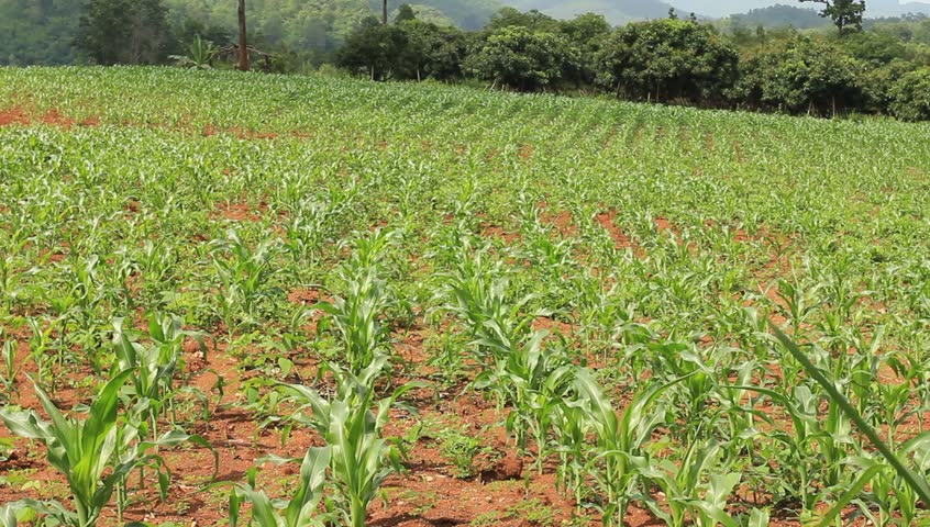 Acres of corn in Thailand