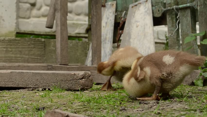 little ducklings running around on the ground and graze the grass