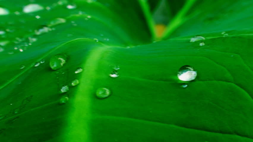 dew above green leaf, a morning breeze