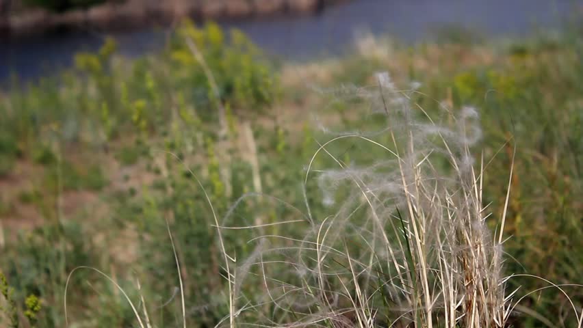 Feather grass
