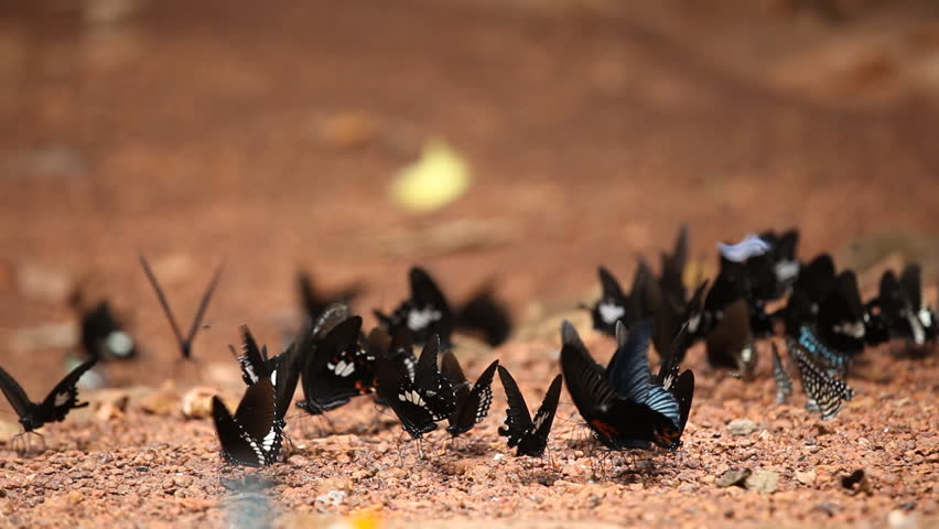Butterflies eating salty soil in Pang Sida National Park, east of Thailand