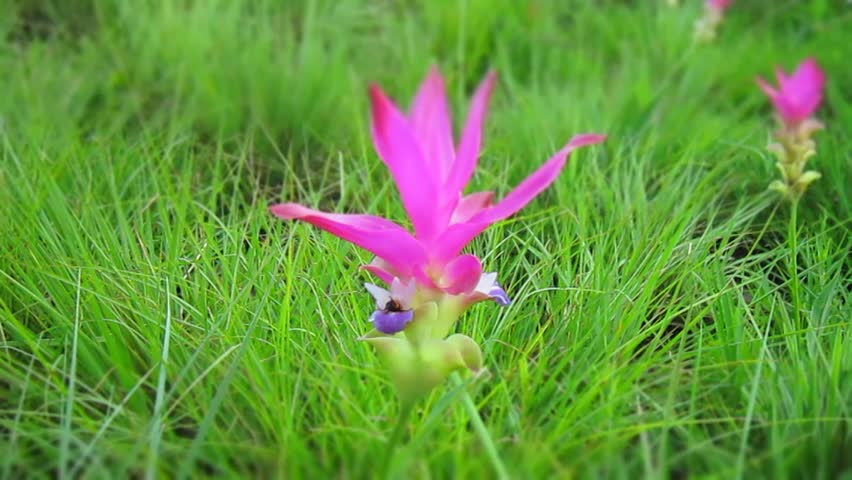 Siam Tulip, Pink flowers
