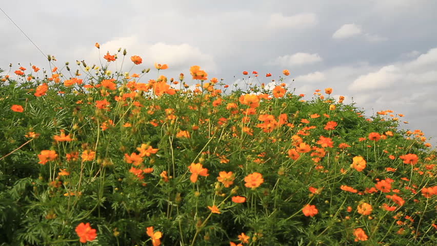 C. sulphureus Cav.,The Cosmos Flower is winding.
