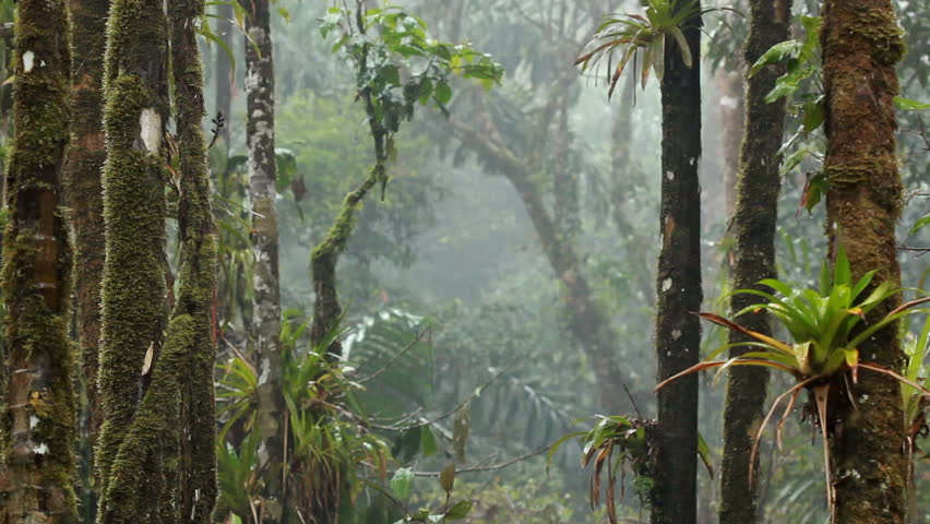 Rain falling in the interior of tropical rainforest, Ecuador