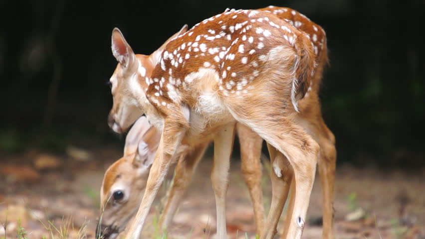 Whitetail Deer fawn eating