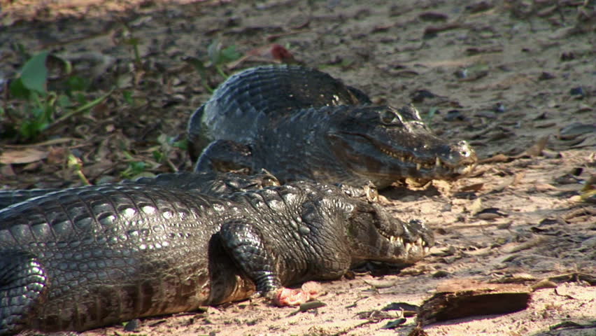 Brazil: Fauna of Amazon river region - crocodile
