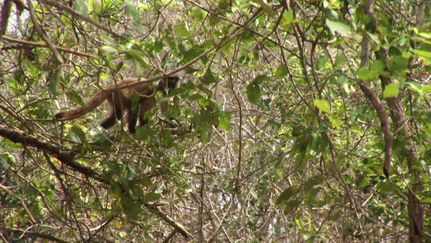 Brazil: Amazon river region fauna: monkeys running on a trees
