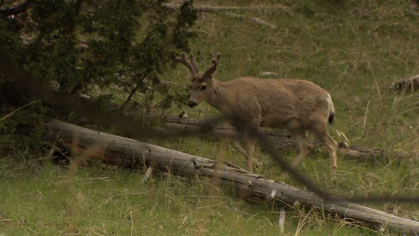 Young deer with fuzzy antlers stepping over fallen tree in grassy meadow