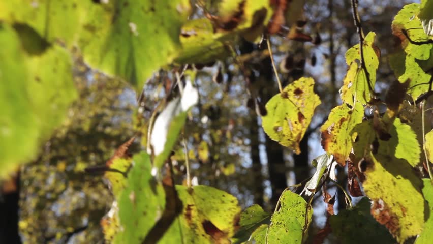 Autumn wither leaves moving in the wind