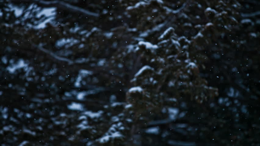 Pine-tree in snow storm