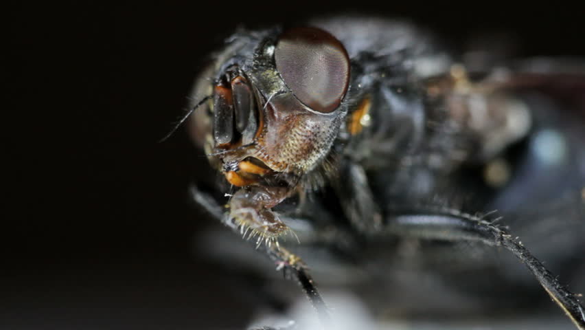 Housefly extreme close up