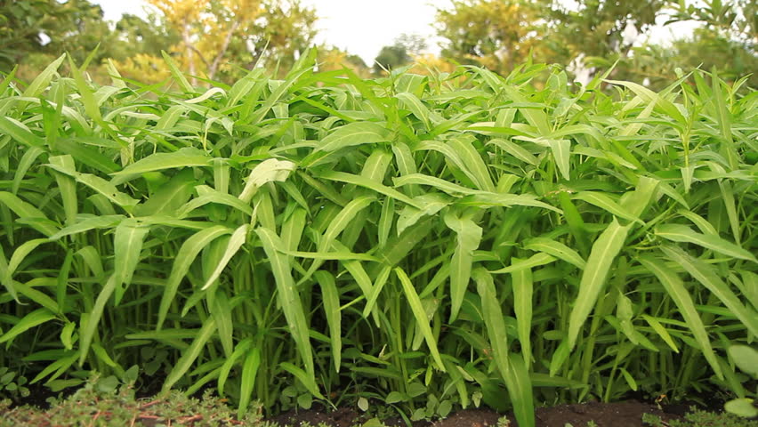 Chinese Water Convolvulus is winding