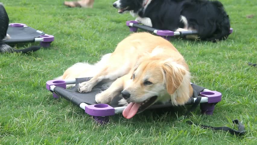 Yellow-White Furry Dog Stretched Out And Relaxing On Square Training Pad