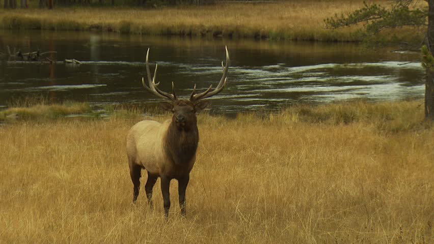 Bull Elk with large antlers walking