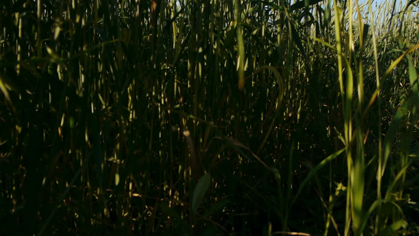 Carefree young  man running in wheat field at summertime