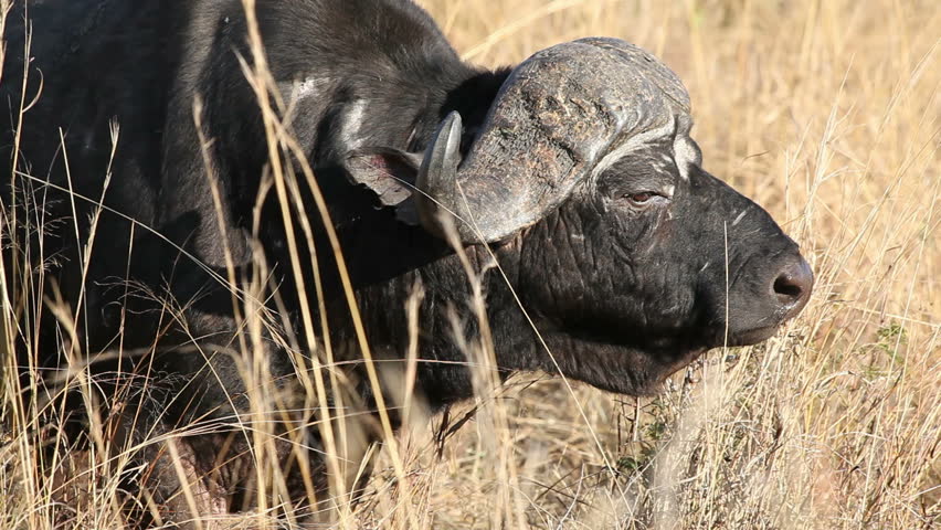 Portrait of an African or Cape buffalo bull (Syncerus caffer), South Africa