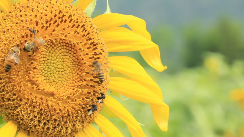 honeybee collects flower nectar from sunflower