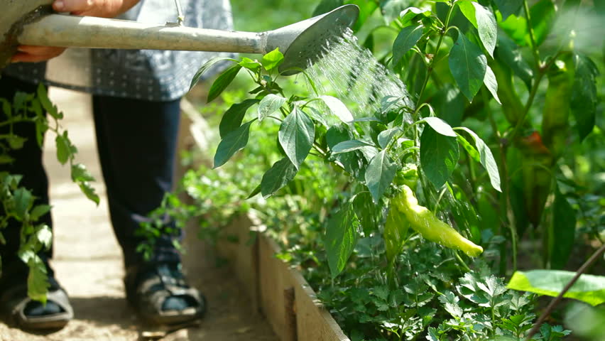 Gardener watering chilly pepper in vegetable garden