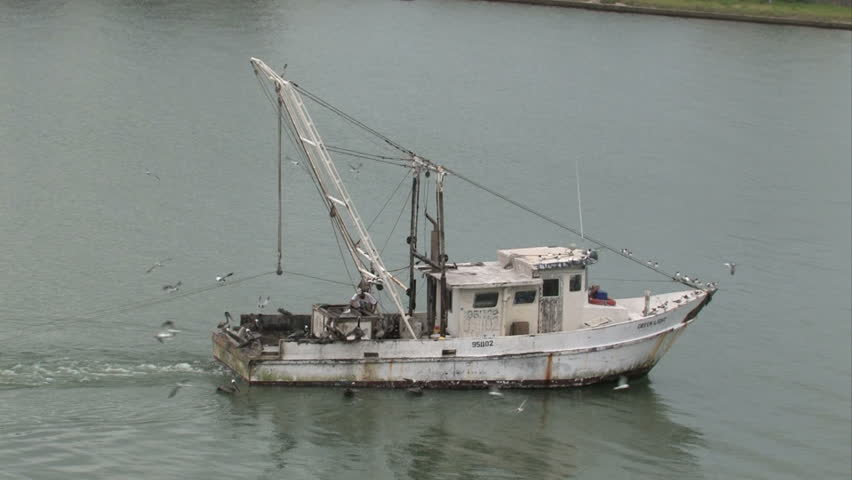 Shrimp boat trolling in the Corpus Christi Texas bay. Pelicans and seagulls flying and begging for scraps and food. Smooth water. Man working on fresh catch. 