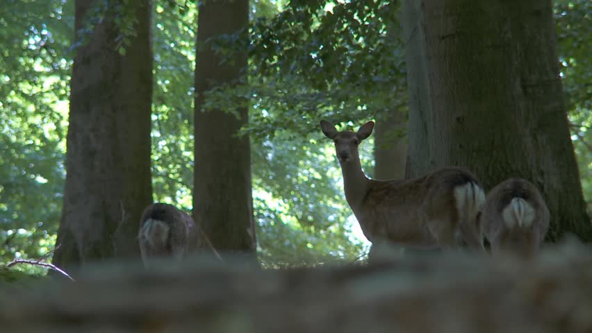 fallow deer