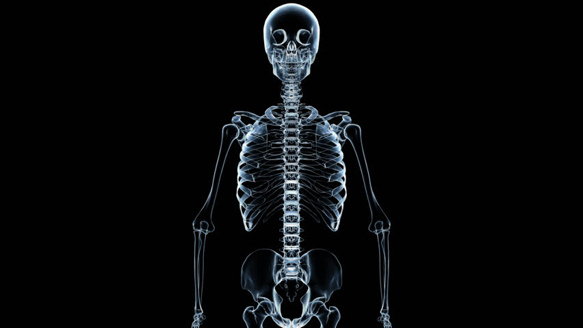 Torso of a skeleton x-ray rotating. Seamlessly loops.