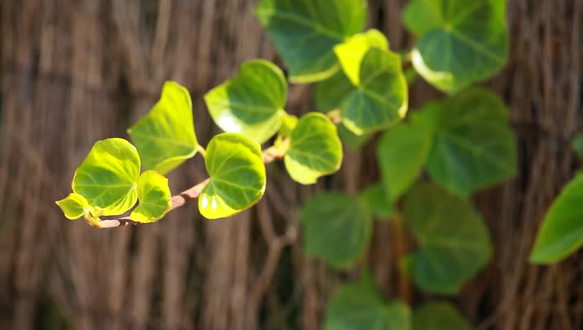 Many leafs of ivy cover a wall