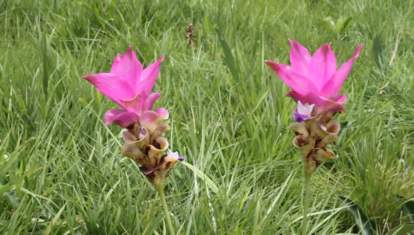 Siam tulip with wind blow at Chaiyaphum Province, Thailand